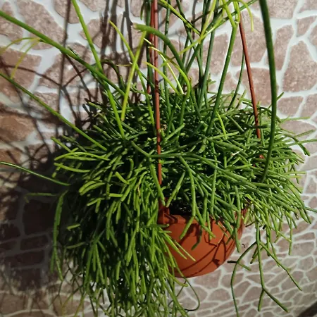 Casa Da Rosarinha Água de Alto