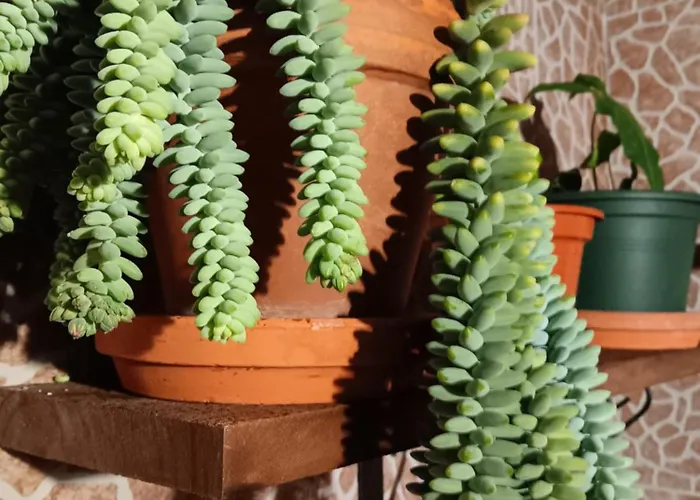 Casa Da Rosarinha Vakantiehuis *