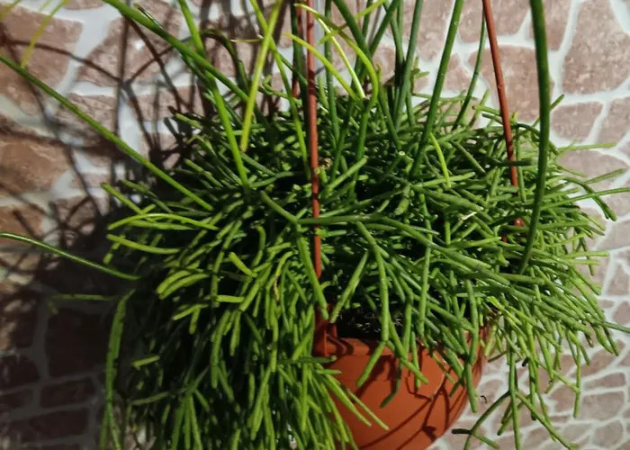 Casa Da Rosarinha Água de Alto