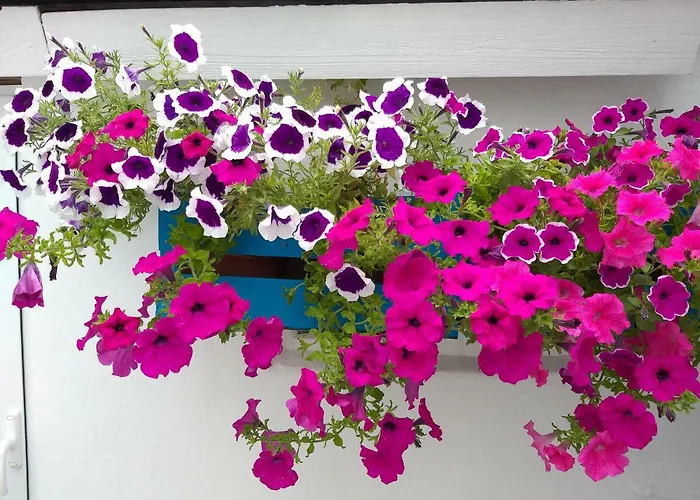 Casa Da Rosarinha Água de Alto