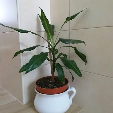 Prázdninový dům Casa Da Rosarinha Água de Alto