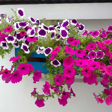 Casa Da Rosarinha Água de Alto