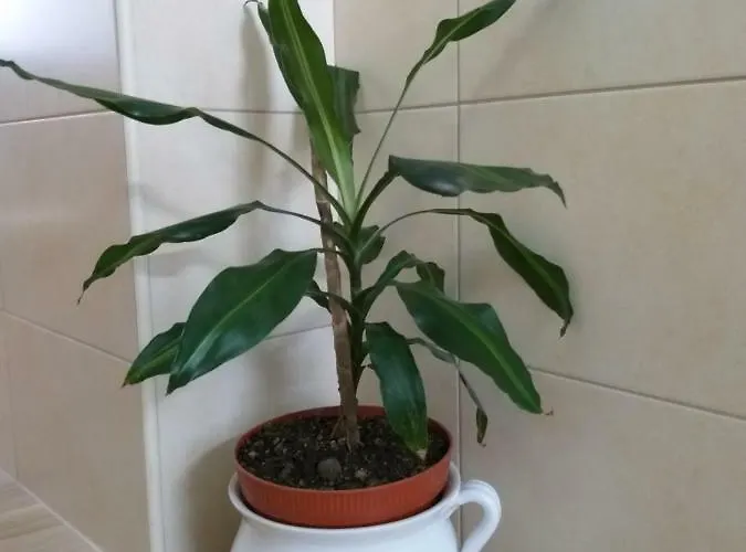 Nyaraló Casa Da Rosarinha Água de Alto